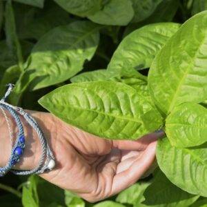 Graines de persicaire  variété Kojoko