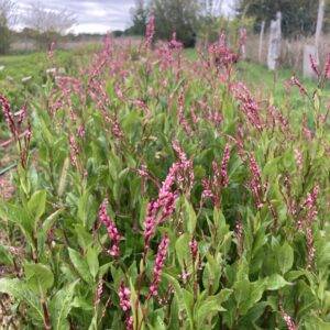 Graines de persicaire  variété Chijimba  "Senbon"