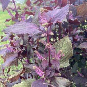 Graines de Shiso Pourpre